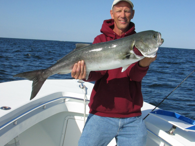 Block Island Bluefish